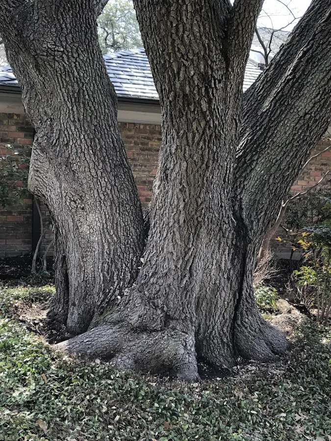 Mature heritage tree close to a Mc Henry property cared for by certified arborists
